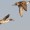 Outlook bright for upcoming waterfowl season